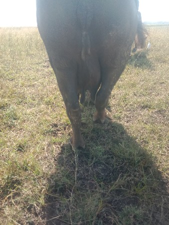 ભેંસ વેચવાની છે ત્રીજા વેતરમાં