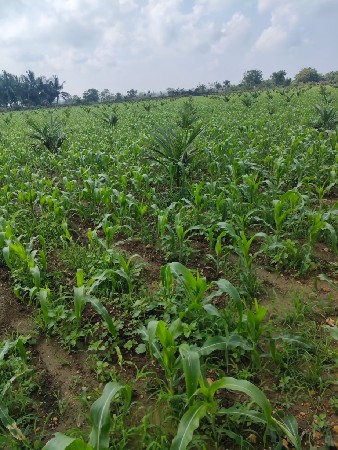 ખાતેદાર રેવા માટે  જમીન વેચવાની છે