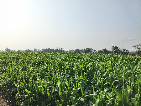 મકાઈ વેસવાની સે