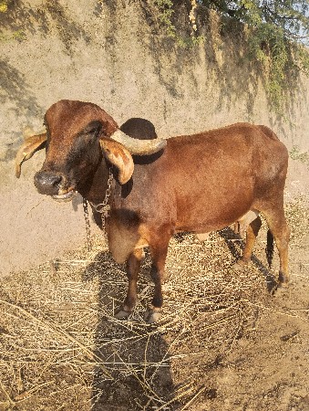 દેસી ગાય વેચવાની છે