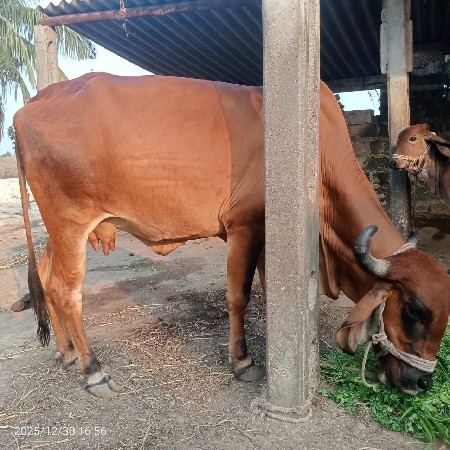 ગાય વેચવા ની છે ત્રીજું વેતર