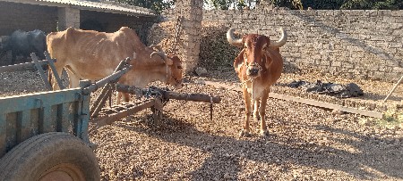 બળદ વેચવાના છે