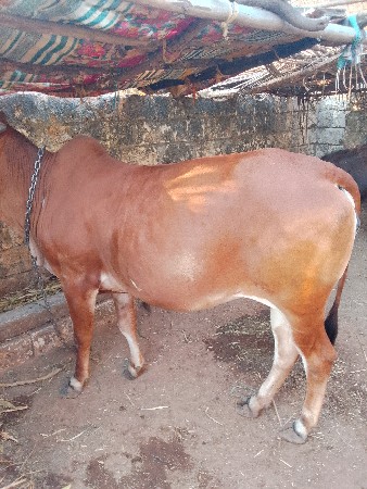 थंबनेल 3