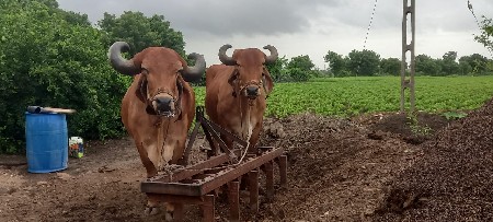બળદ વેચવાના છે