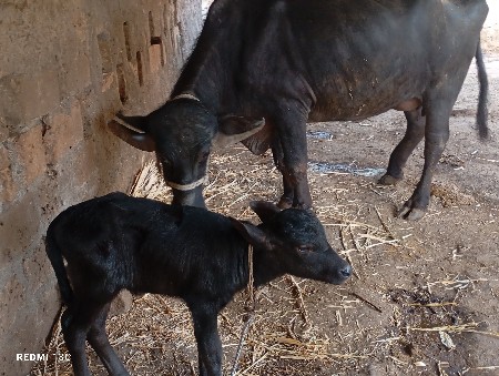 थंबनेल 3