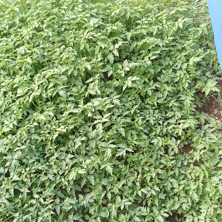 ટમેટી નો રોપ વેચવાનો છે