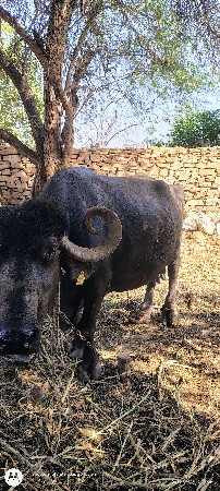 થંબનેલ 3