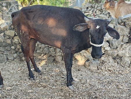 थंबनेल 3