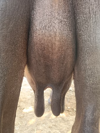 SK Chauhan niche 10 Din Ka chahie