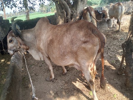 थंबनेल 3