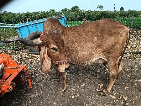 ગાય વેચવાની