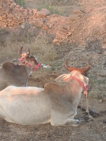 થંબનેલ 3