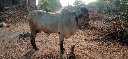 थंबनेल 2