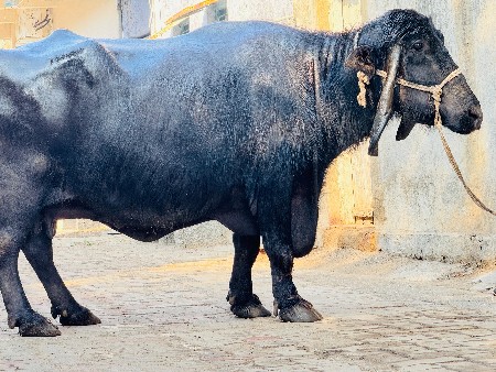 થંબનેલ 5