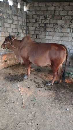 थंबनेल 2