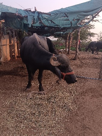 ભેંસ વેચવાની છે