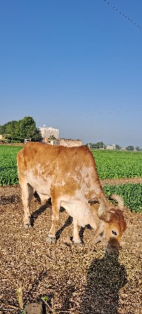 થંબનેલ 3