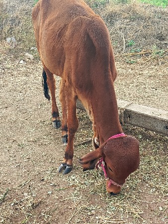 થંબનેલ 2