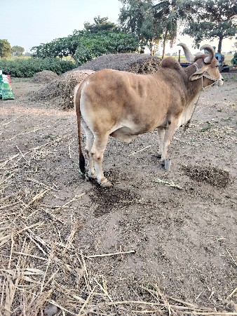 બળદ વેચવાનો છે