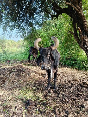 थंबनेल 2