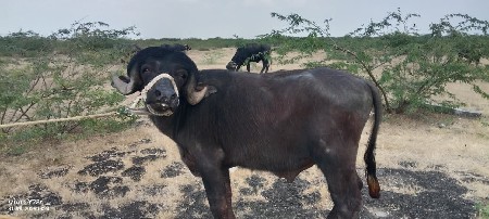 પાડો વેચવાનો