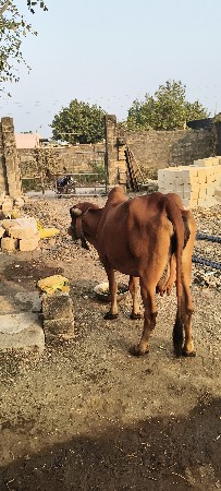 વેચવા ની છે