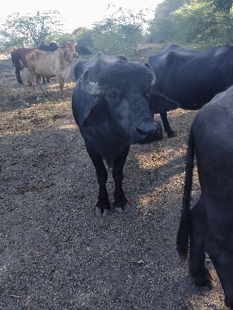 થંબનેલ 2