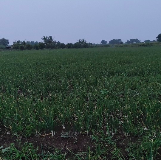 30 વીઘા જમીન વેચવાની છે.