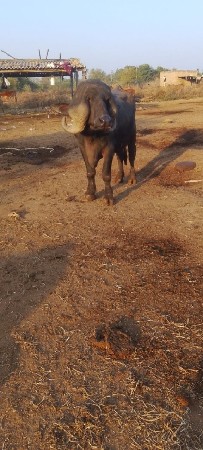 थंबनेल 2