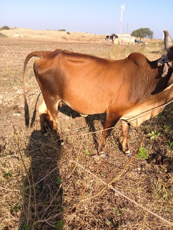 थंबनेल 3