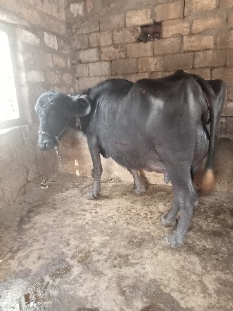 थंबनेल 3