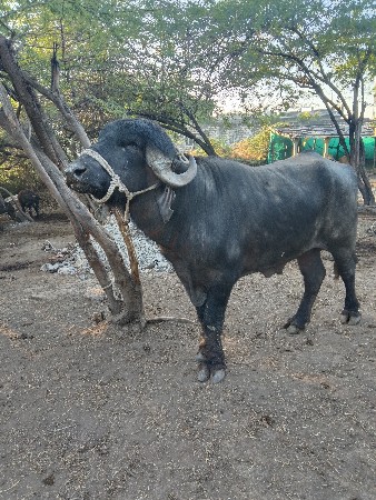 थंबनेल 3