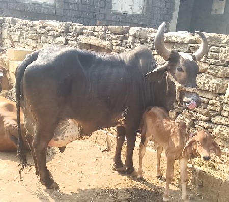 ગાય વેચવાની છે