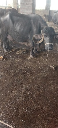 bhesho vachvani che taji vygal