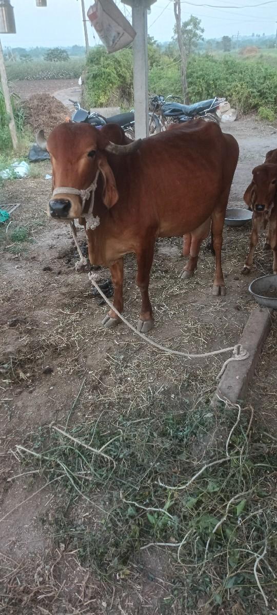 થંબનેલ 2