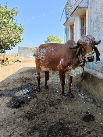ગાય પેલુવૈતરનીછી વેચવાનીછે