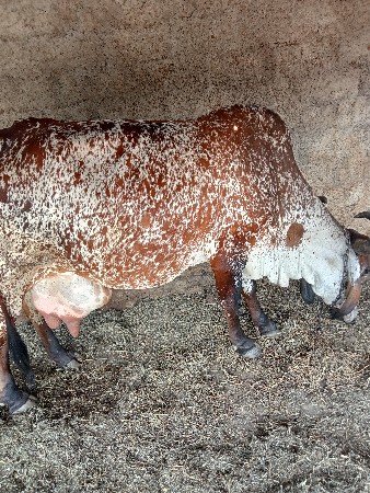 દેશી ગાય વેચવાની છે