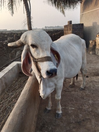 थंबनेल 3