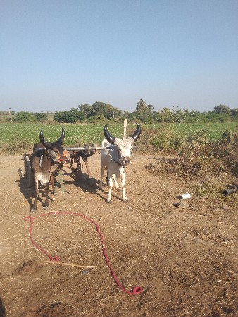 ગોધલો વેચવાનો છે