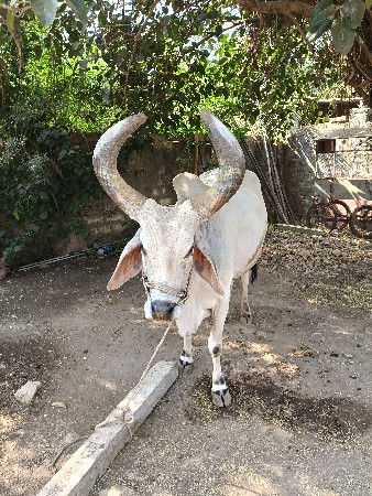 બળદ વેચવાનો છે