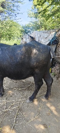 થંબનેલ 3