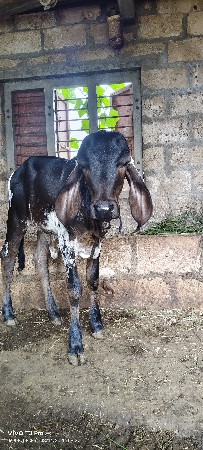 थंबनेल 1