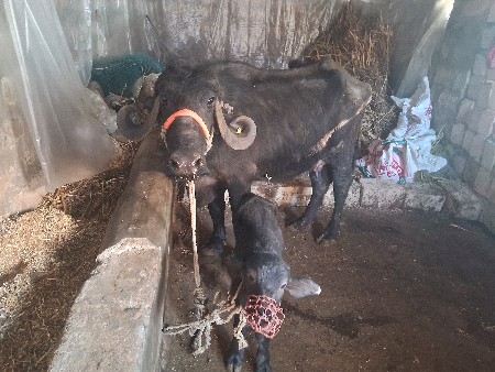 થંબનેલ 4