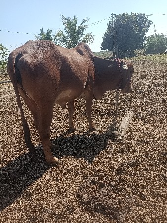 ગાયવેચનીછે9824536767