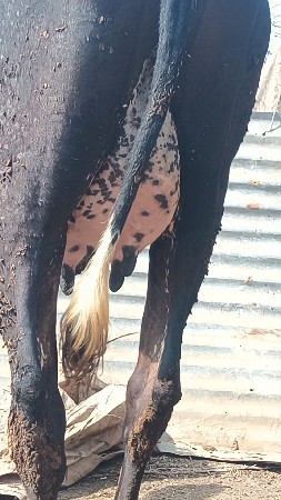 એચપ ક્રોસ ગાય વેચવાની છે