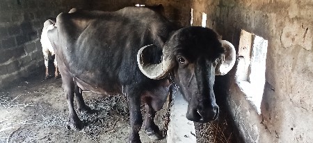 જાફરાબાદી ભેંસ