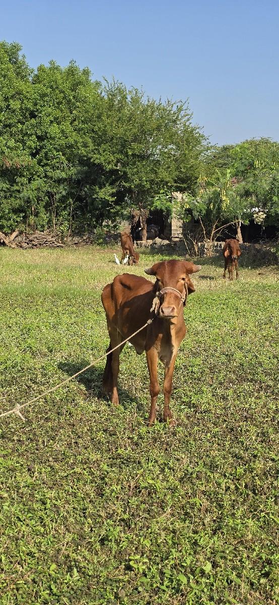 थंबनेल 1