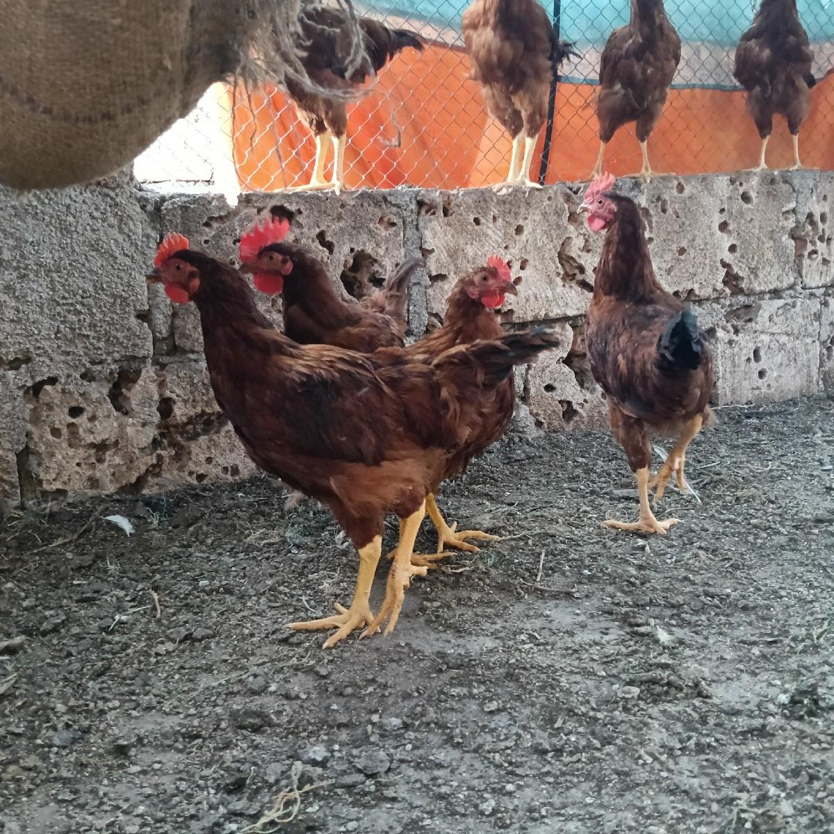 थंबनेल 3