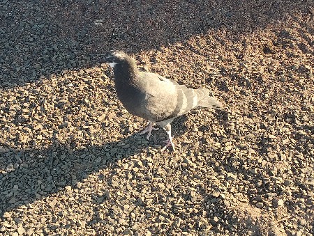 વેચવા ના છે