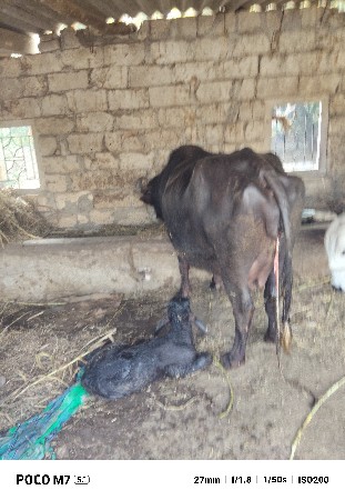 थंबनेल 3